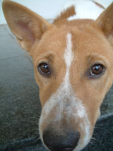 dogwithbackground2.jpg